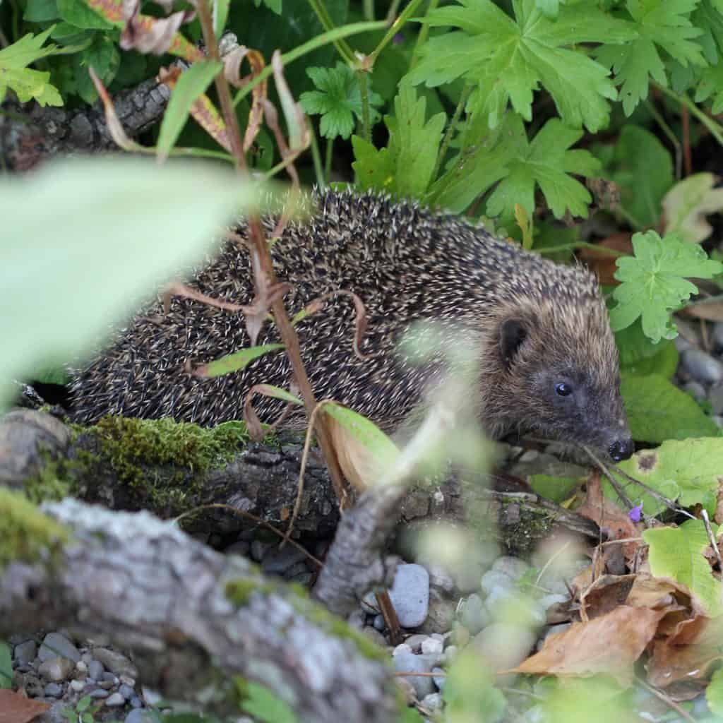 Der Igel wird in den Siedlungsgebieten immer seltener.