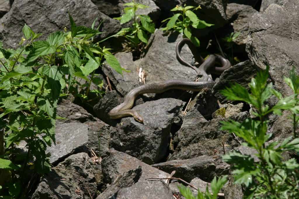 Die Äskulapnatter kommt in der Schweiz vor und ist nicht giftig.
