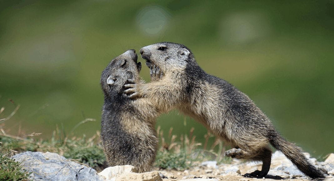Die Murmeltiere haben eine geringe genetische Vielfalt.