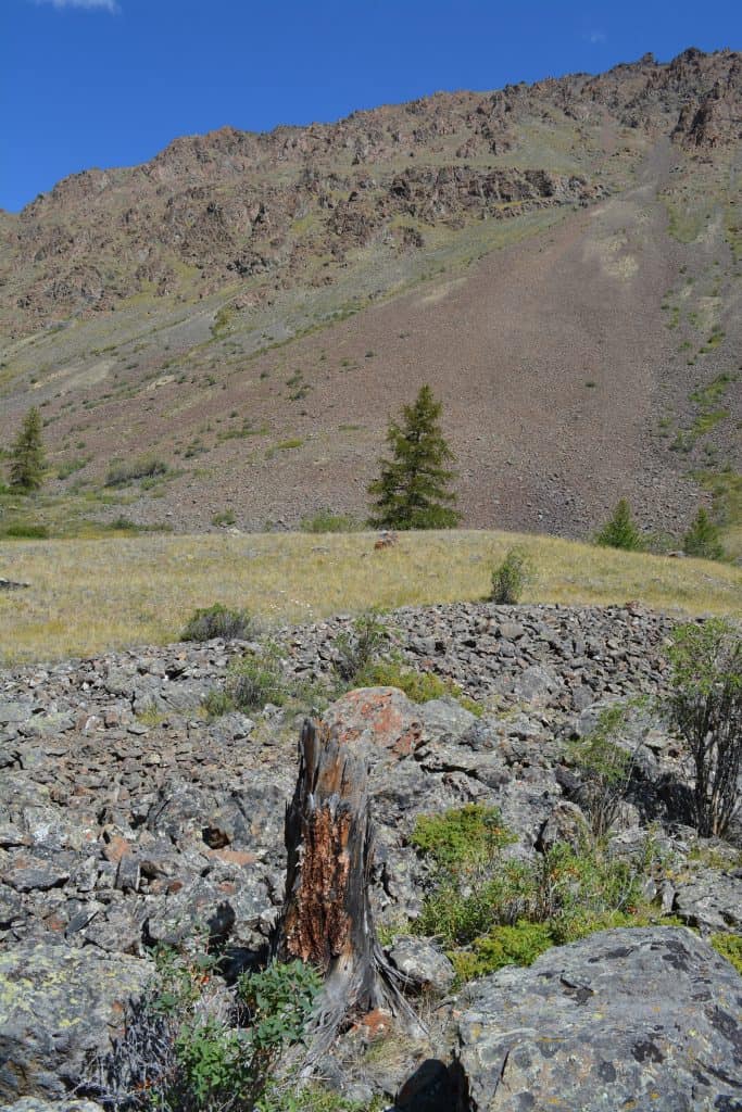 Sehr alter Fichten-Stumpf im Altai Gebirge.