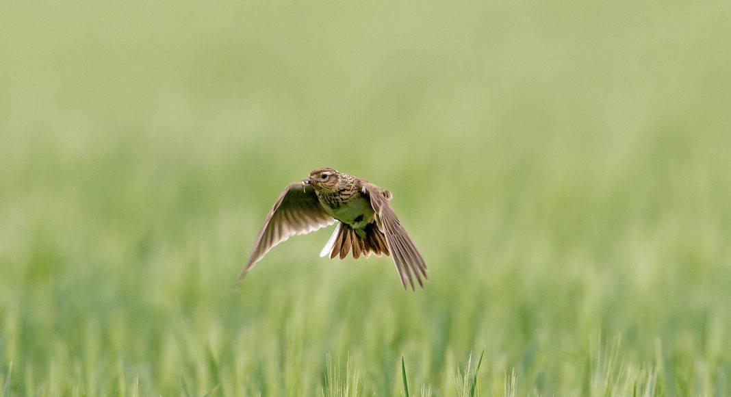 Die Feldlerche droht zu verschwinden.