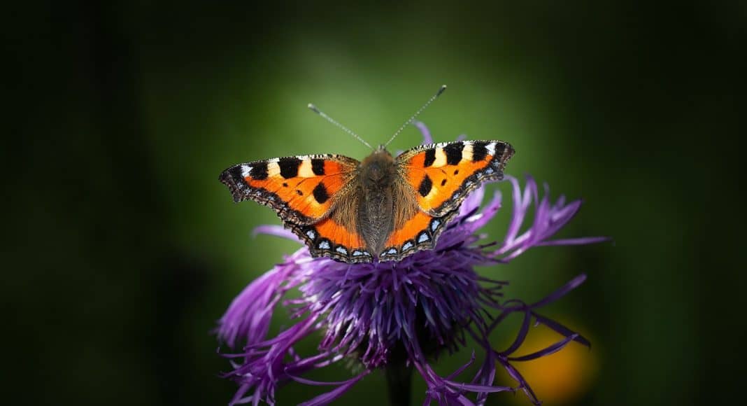 Der Schmetterling kleiner Fuchs.