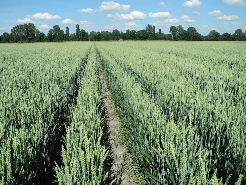 Landebahn für die Feldlerche.
