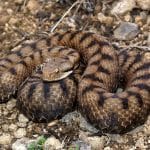 Giftschlangen der Schweiz – Mythen und Fakten Aspisviper.