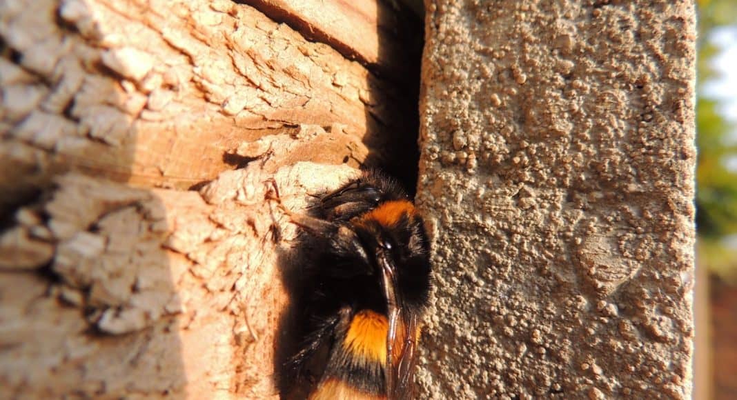 Dunkle Erdhummel-Königin auf einer Mauer.