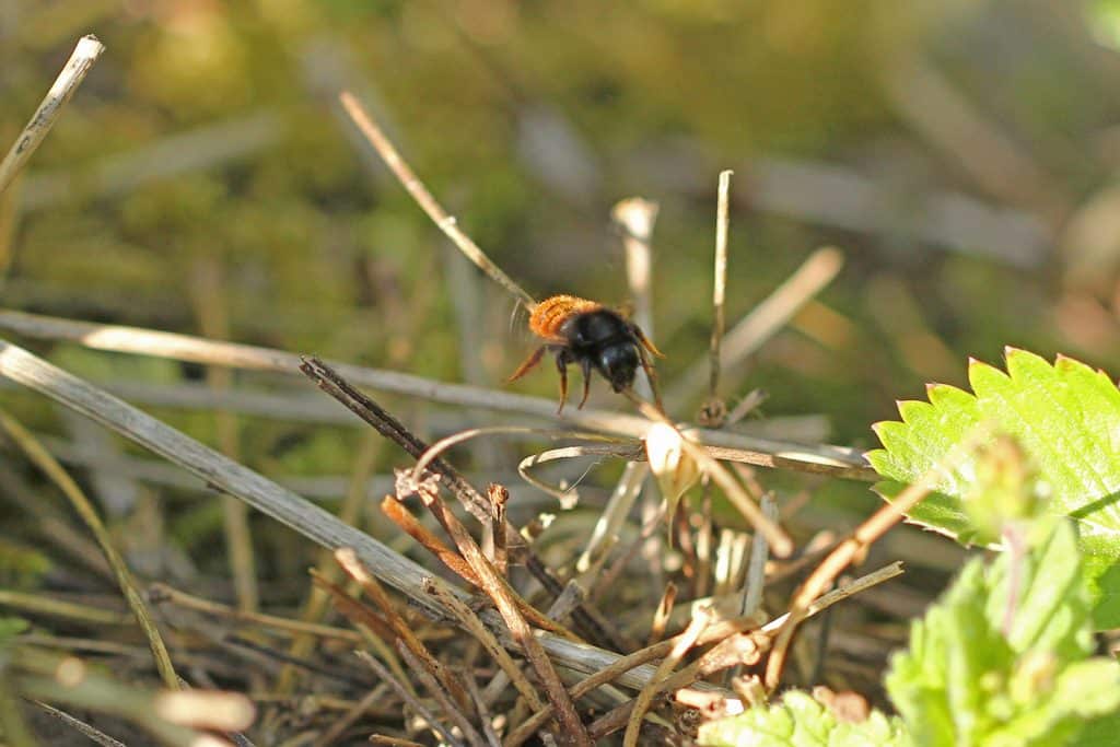 Eine Wildbiene im Anflug auf kleine Äste im Garten.