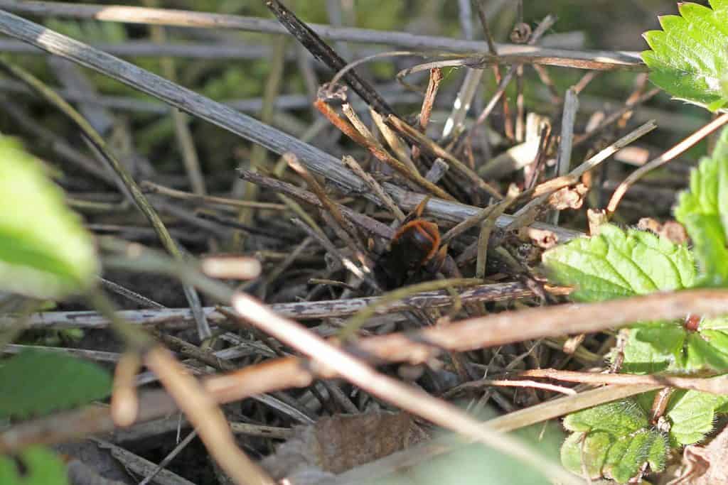Wildbiene tarnt ihr Nest.