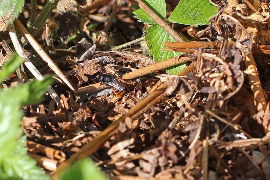 Wildbiene sammelt Stängel, um ihr Nest zu tarnen.