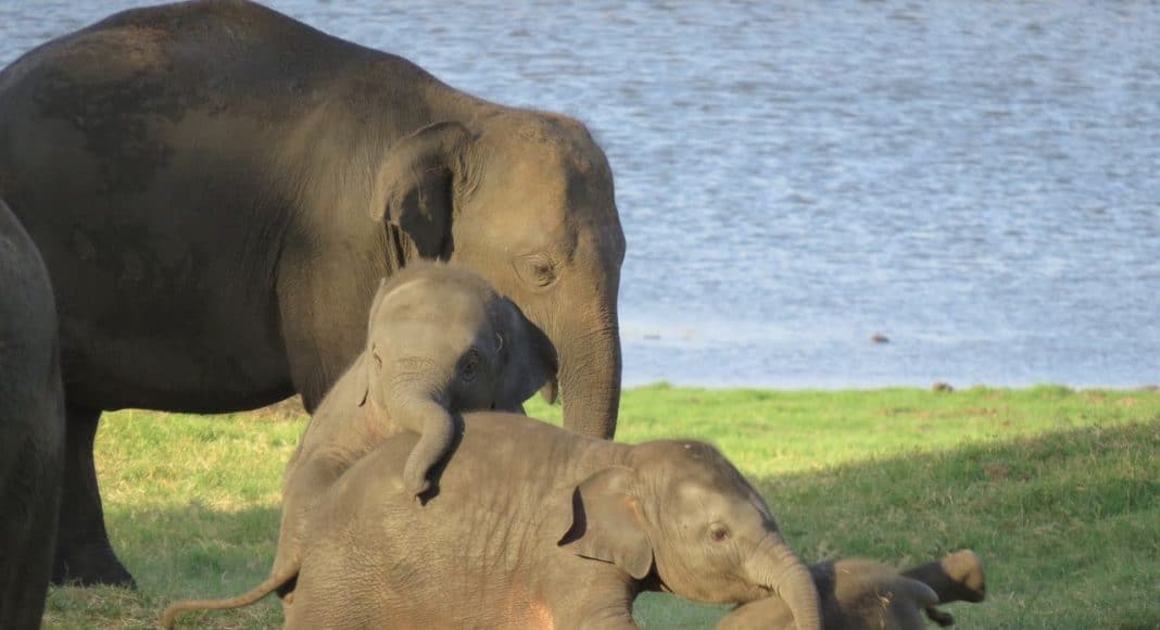 Elefanten Babies spielen miteinander.