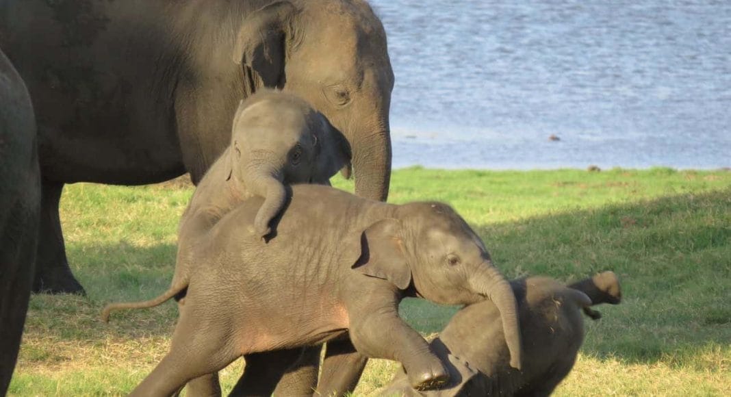 Elefanten Babies spielen miteinander.
