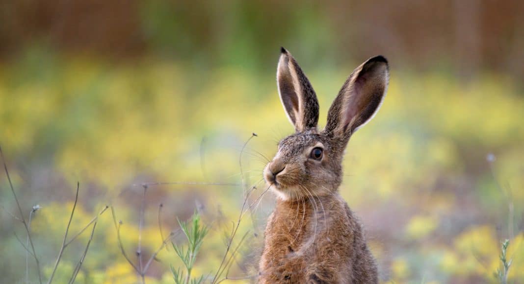 Der Feldhase ist zunehmend bedroht.
