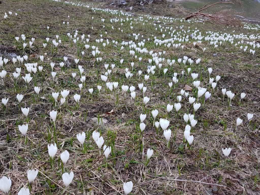 Ein Feld voll von den Frühblühern Krokus im Gental.