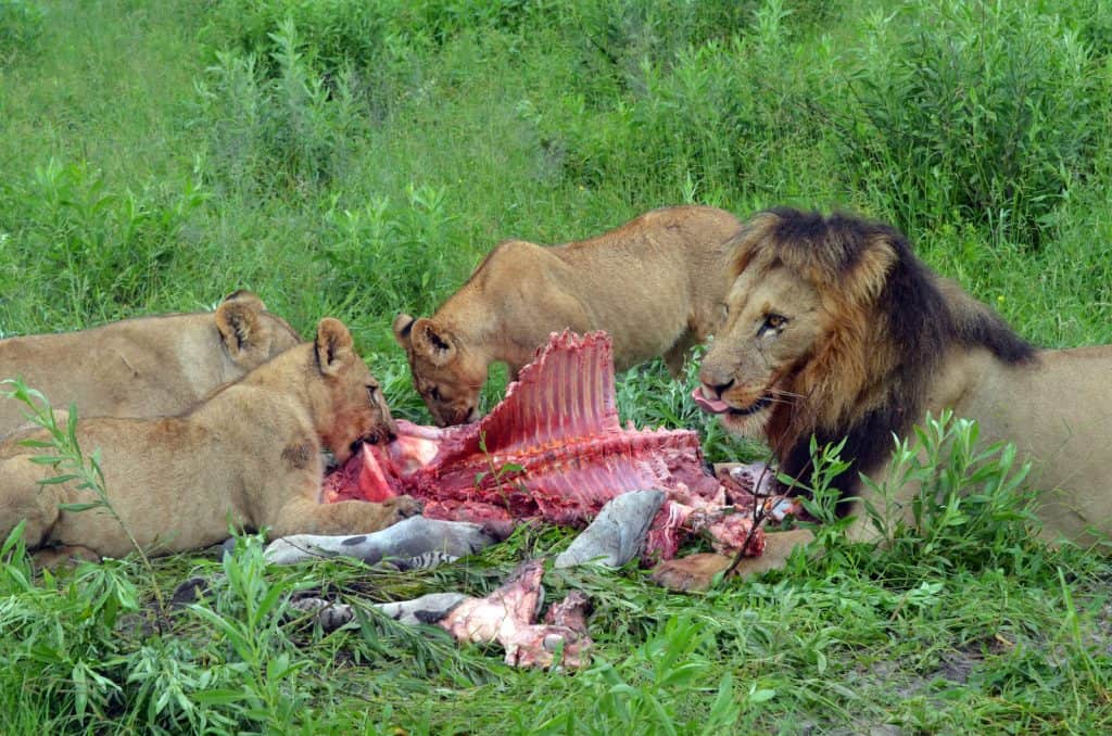 Die Löwen fressen alle zusammen an einem Kadaver.