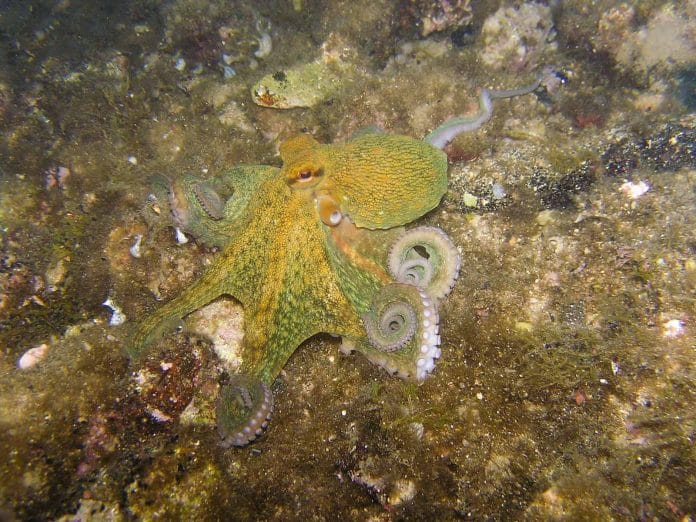 Der Oktopus, auch Kraken genannt, gehört zu den Tintenfischen.