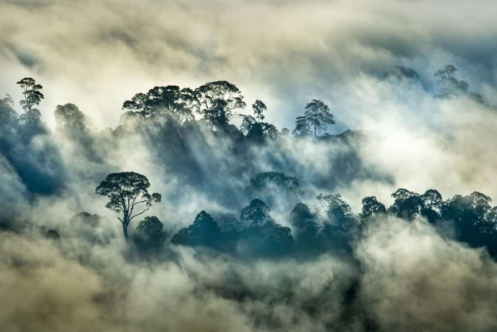 Ein Regenwald in Borneo.