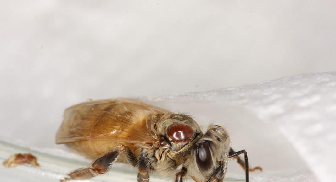 Milben und Pflanzenschutzmittel sind schlecht für die Honigbienen.