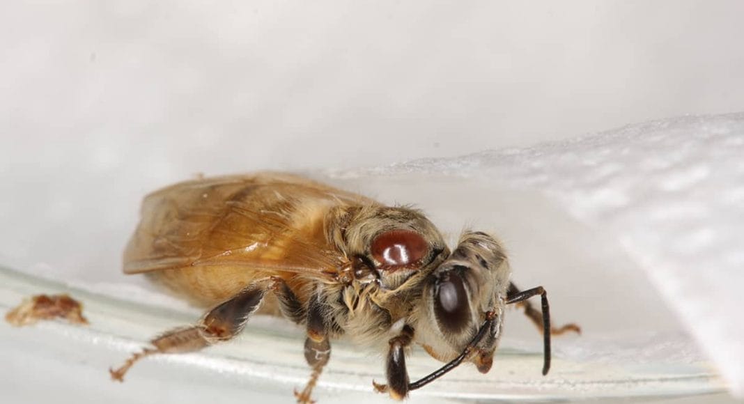 Milben und Pflanzenschutzmittel sind schlecht für die Honigbienen.