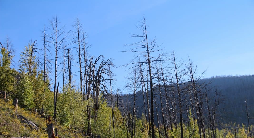 Der Waldbrand in Leuk hat einigen Arten zum Aufschwung verholfen.