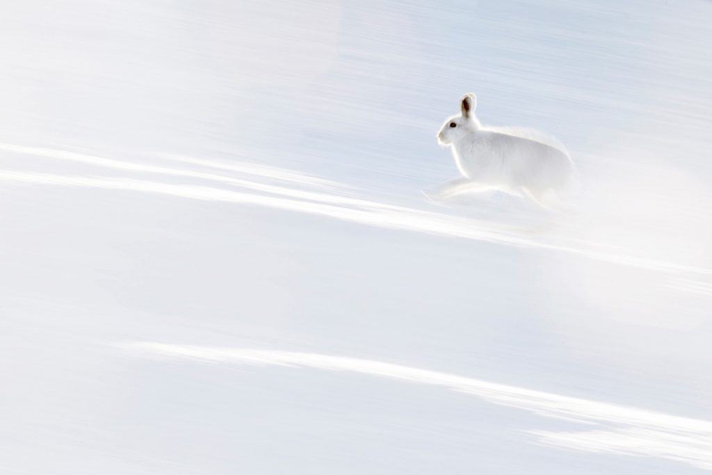 Ein Schneehase in Schottland.