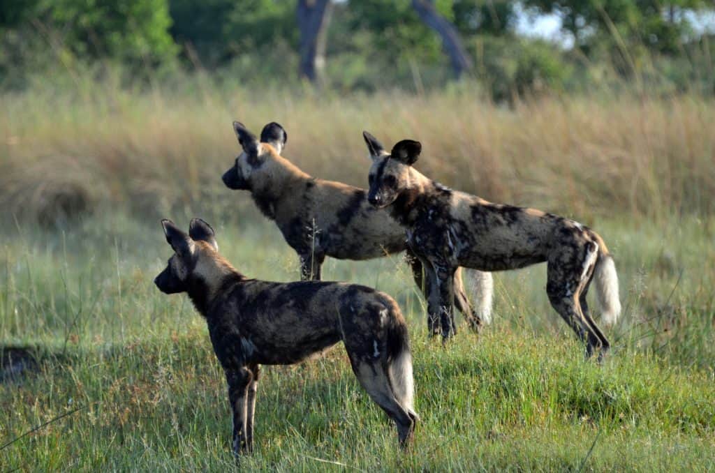 Wildhunde in der Prärie, besitzen ein grosses Hirn.