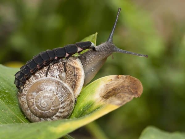 Gluehwuermchen frisst Schnecke