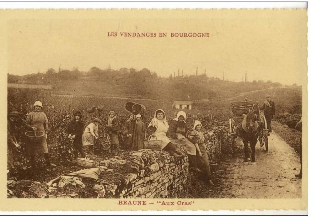 Postkarte «Weinlese in Beaune um 1900.»