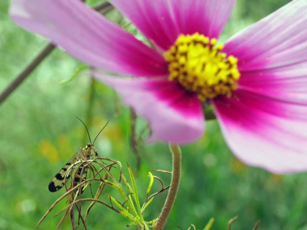 Taubenschwänzchen und Skorpionfliege