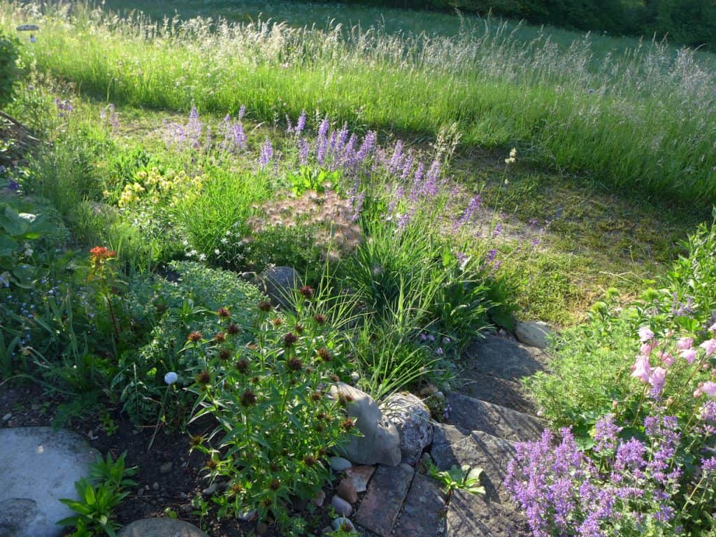 die Ruderalfläche ist schnell bewachsen von standortgerechten, das bestehende Sortiment erweiternden Pflanzenarten.