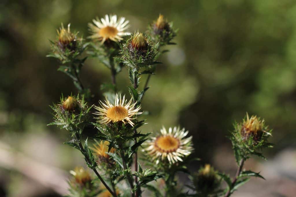 Golddistel
