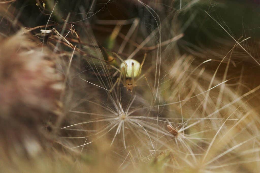 Spinne
