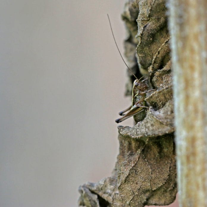 Strauchschreckenlarve