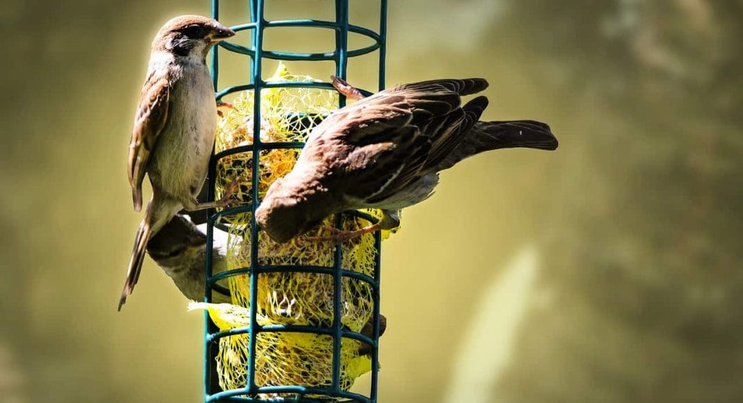 Vögel beim Fressen