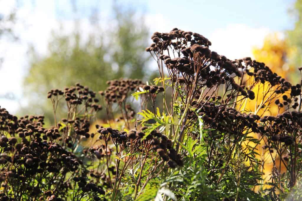 Herbstgarten