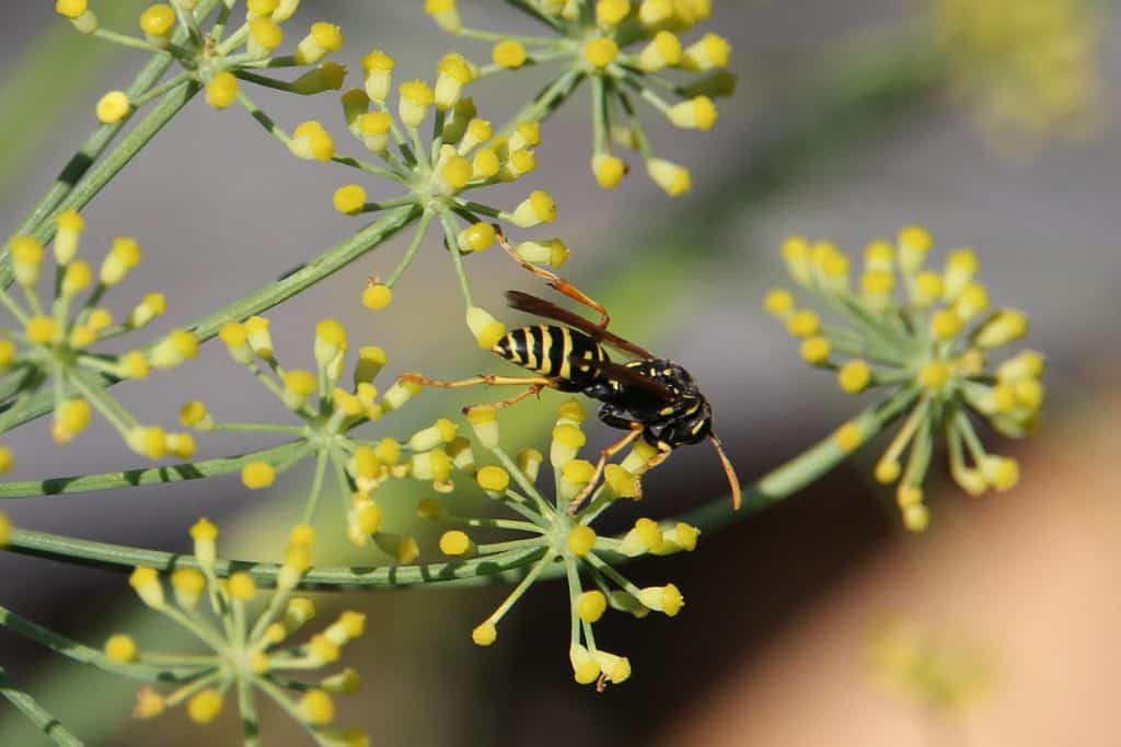 Wespe auf Fenchelblüten