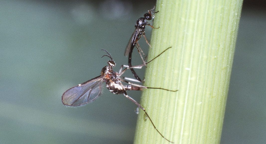 Die Ballmücke und ihr Parasitoid, eine Zehrwespe