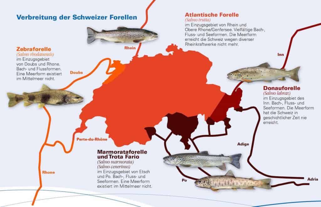 Forelle_Fisch_des_Jahres_2020