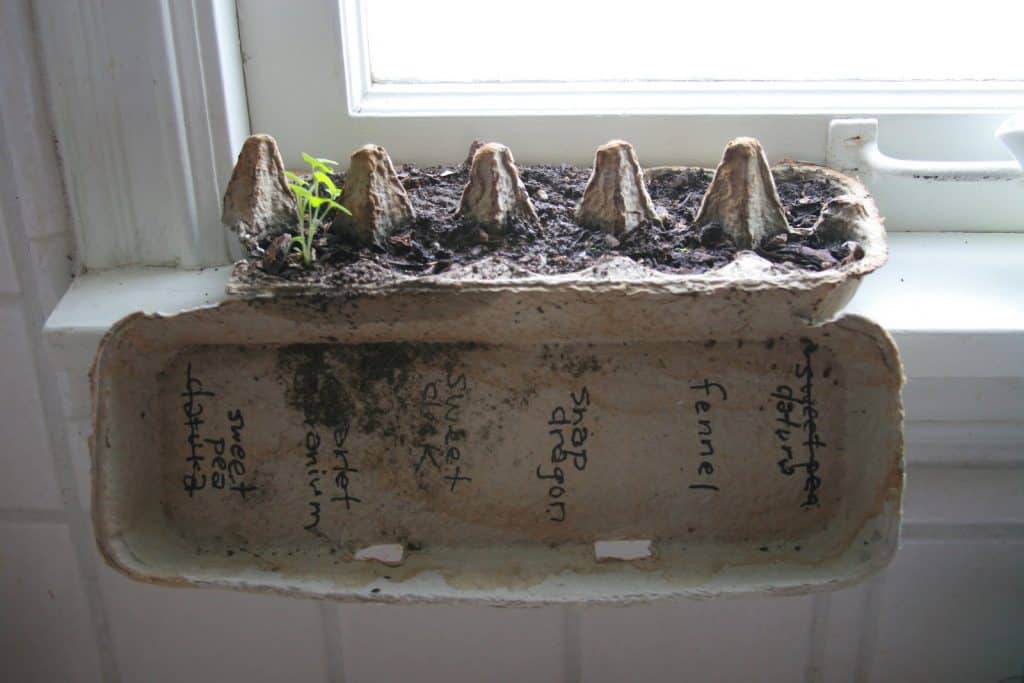 Setzling_Eierschachtel