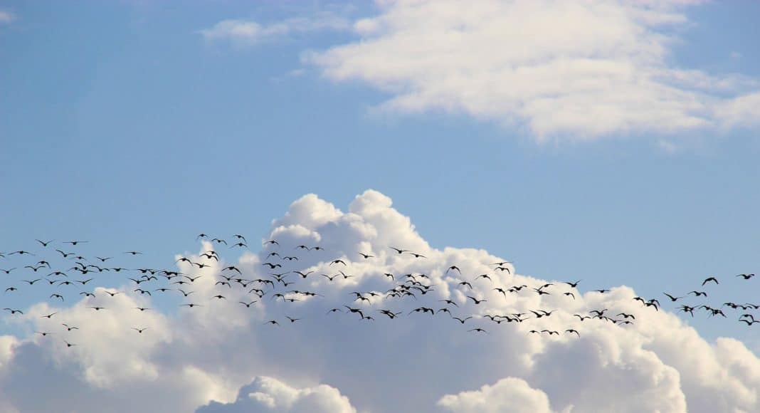 Vogelzug