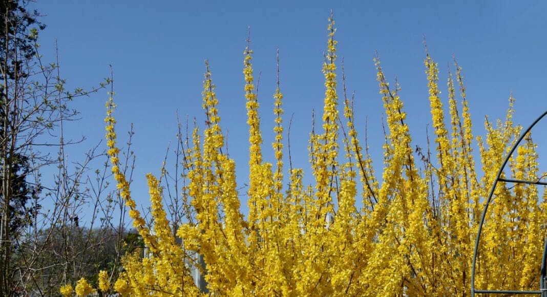 Forsythie