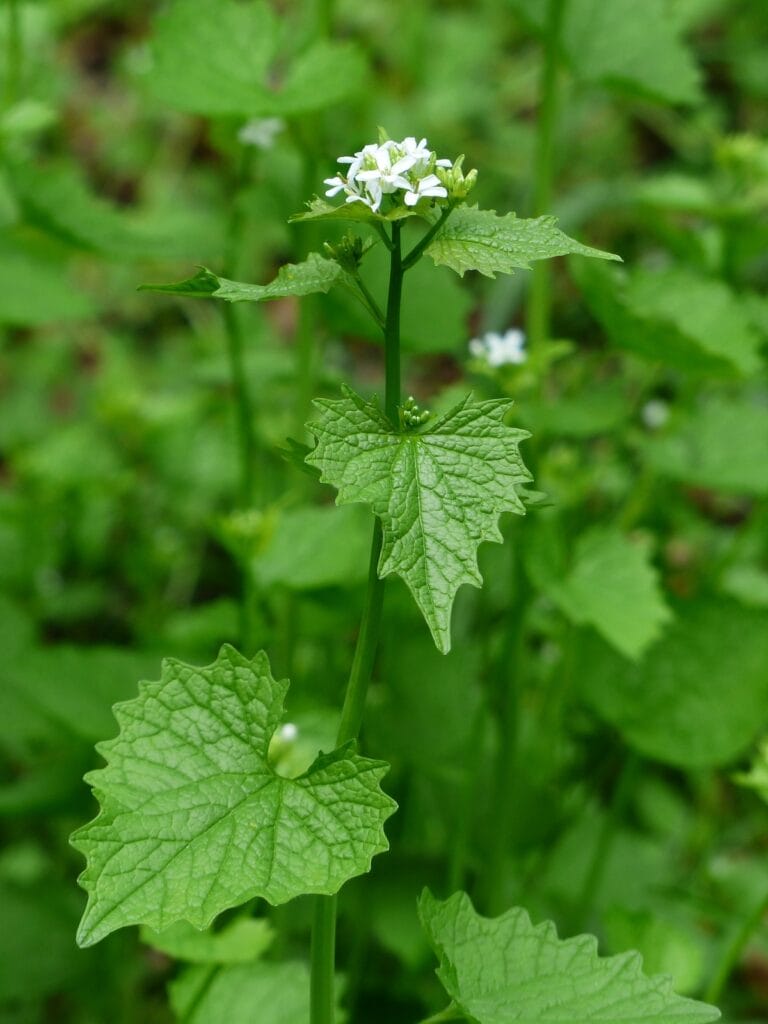 Alliaria petiolata