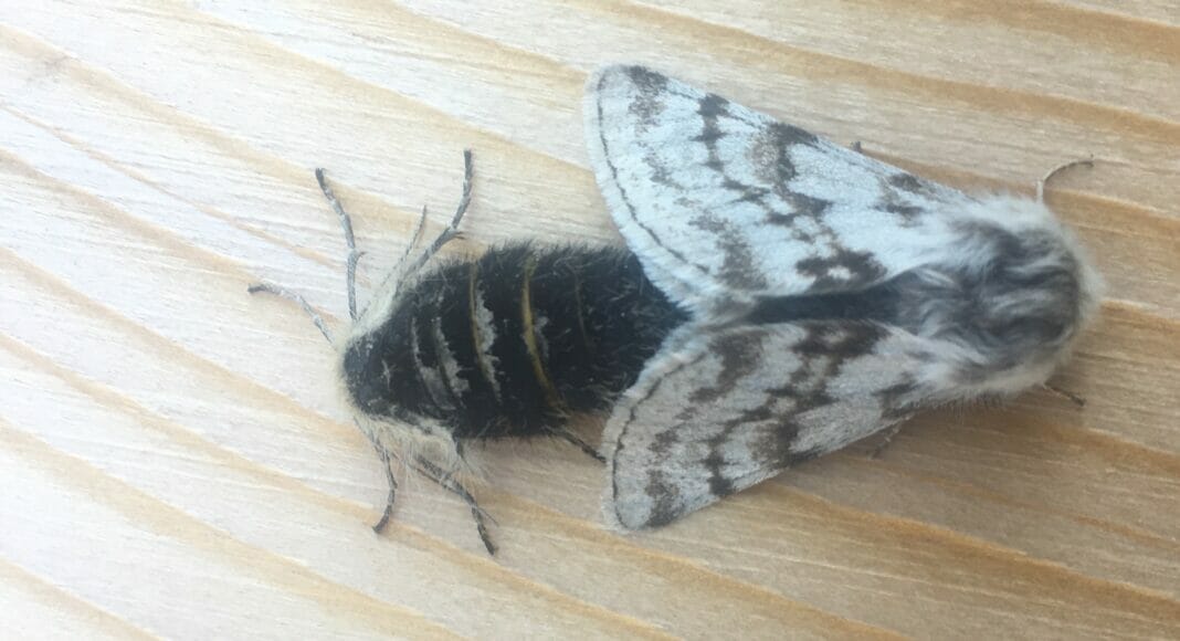 Schmetterling Schmetterling
