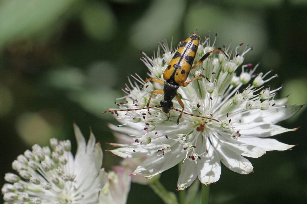 Gefleckter Schmalbock