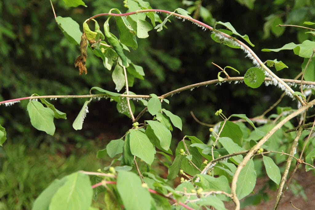 Heckenkirsche mit Wolllaeusen