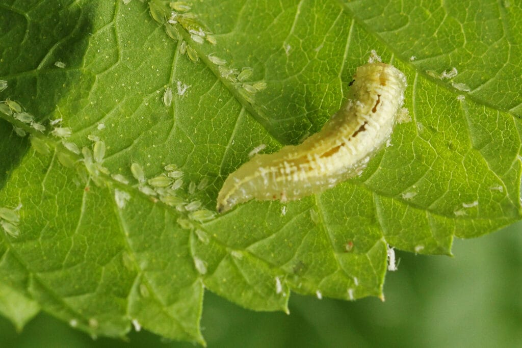 Larve von Schwebfliege