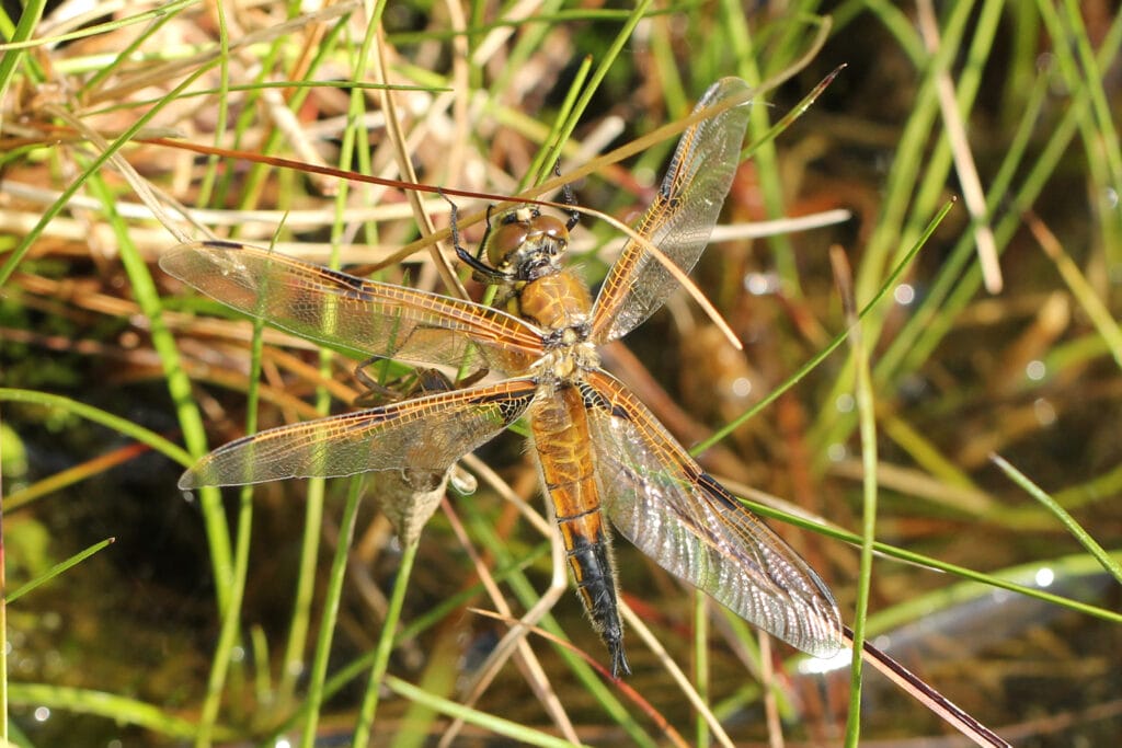 Libelle Vierfleck
