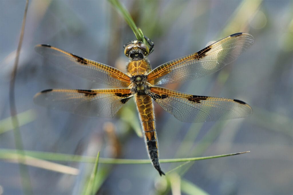 Libelle Vierfleck