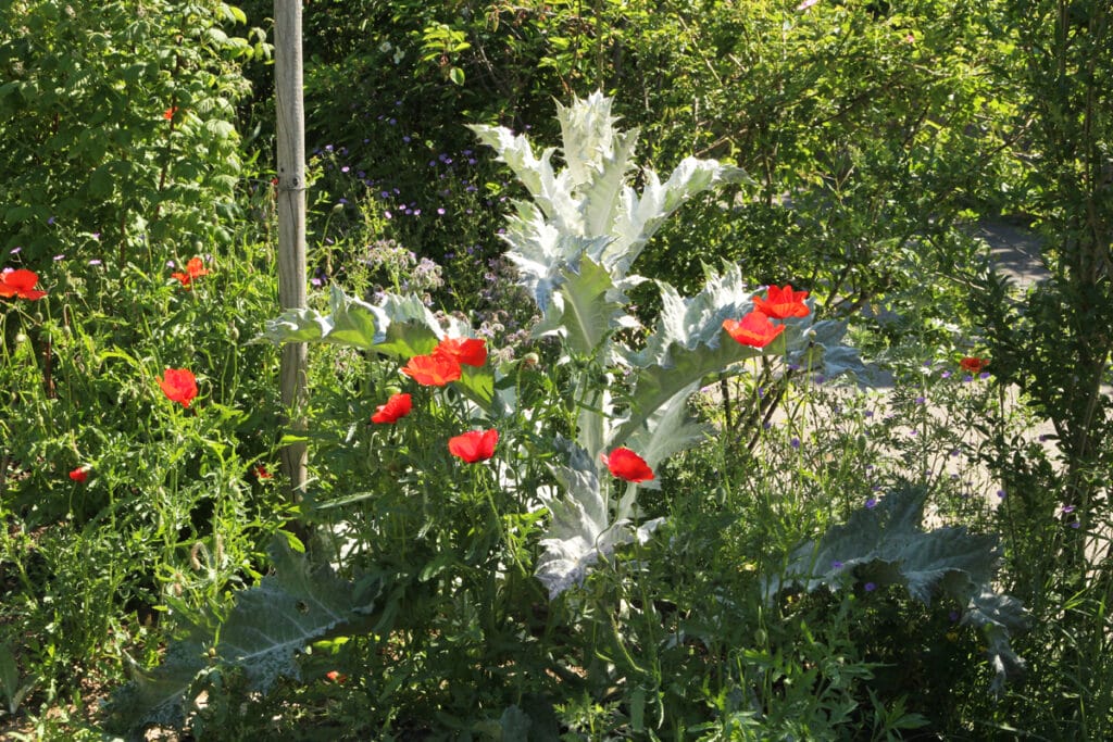 Eselsdistel und Mohn