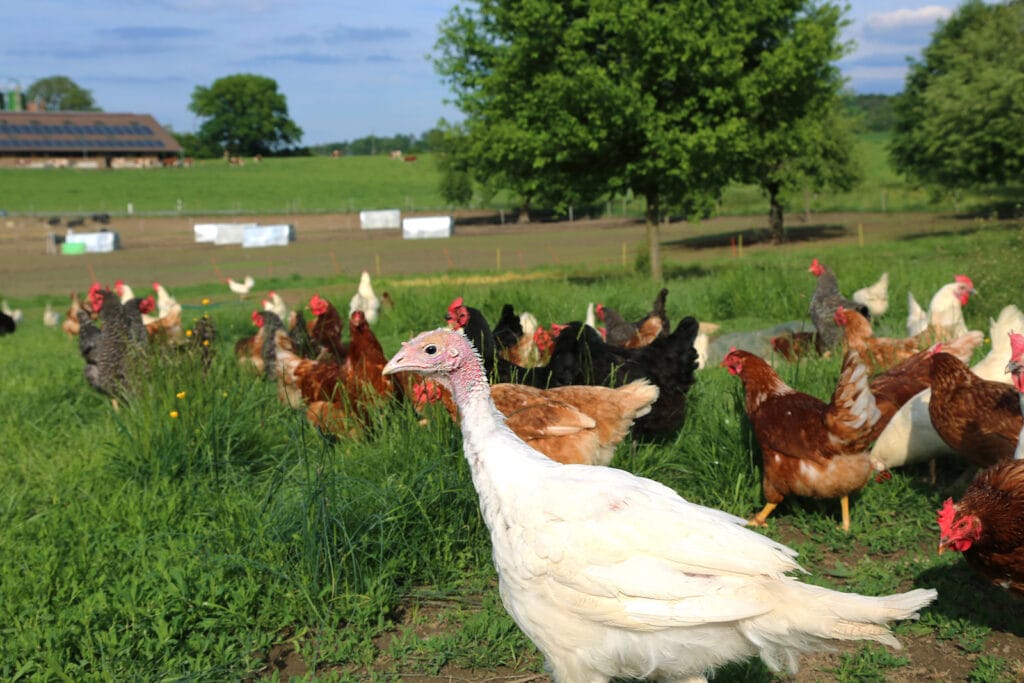 Regenerative Landwirtschaft