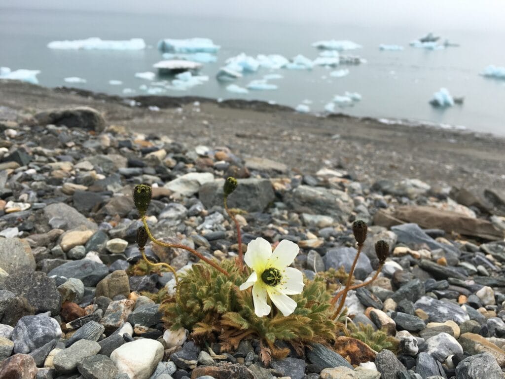 Spitzbergenmohn