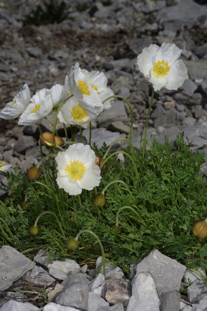 Westlicher Alpenmohn